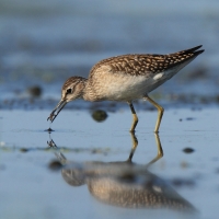 Łęczak - Tringa glareola - Wood Sandpiper