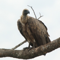 Sęp afrykański - Gyps africanus - White-backed Vulture