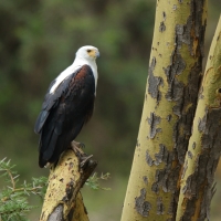 Bielik afrykański - Haliaeetus vocifer - African Fish Eagle
