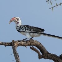 Toko białogrzbiety - Tockus erythrorhynchus - Northern Red-billed Hornbill
