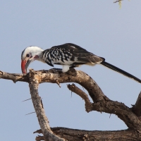 Toko białogrzbiety - Tockus erythrorhynchus - Northern Red-billed Hornbill