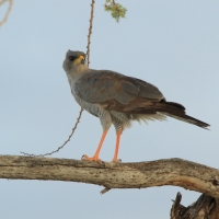 Jastrzębiak popielaty - Melierax poliopterus - Eastern Chanting Goshawk