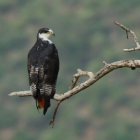 Myszołów białobrzuchy - Buteo augur - Augur Buzzard
