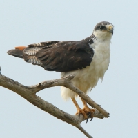 Myszołów białobrzuchy - Buteo augur - Augur Buzzard