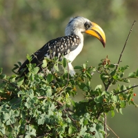 Toko żółtodzioby - Tockus flavirostris - Eastern Yellow-billed Hornbill