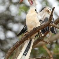 Toko białogrzbiety - Tockus erythrorhynchus - Northern Red-billed Hornbill