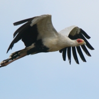 Sekretarz - Sagittarius serpentarius - Secretary-bird