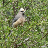 Czepiga białogłowa - Colius leucocephalus - White-headed Mousebird