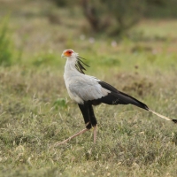 Sekretarz - Sagittarius serpentarius - Secretary-bird