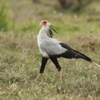 Sekretarz - Sagittarius serpentarius - Secretary-bird