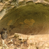 Puchacz górski - Bubo capensis mackinderi - Mackinder's Eagle Owl