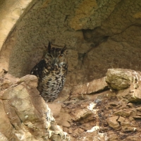 Puchacz górski - Bubo capensis mackinderi - Mackinder's Eagle Owl