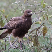 Myszołów - Buteo buteo - Common Buzzard