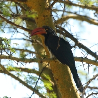 Toko czarnogłowy - Lophoceros alboterminatus - Crowned Hornbill