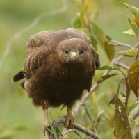 Myszołów - Buteo buteo - Common Buzzard