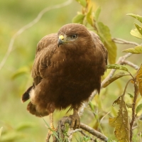Myszołów - Buteo buteo - Common Buzzard