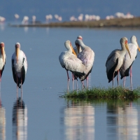 Dławigad afrykański - Mycteria ibis - Yellow-billed Stork