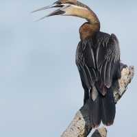 Wężówka afrykańska - Anhinga rufa - African Darter