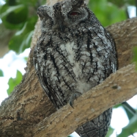 Syczek afrykański - Otus senegalensis - African Scops Owl
