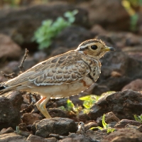 Nocobieg ozdobny - Rhinoptilus cinctus - Three-banded Courser