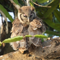 Puchacz mleczny - Bubo lacteus - Verreaux's Eagle Owl