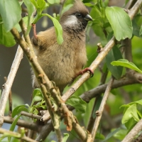 Czepiga rudawa - Colius striatus - Speckled Mousebird