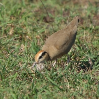 Rączak mały - Cursorius temminckii - Temminck's Courser