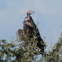 Sęp uszaty - Torgos tracheliotos - Lappet-faced Vulture