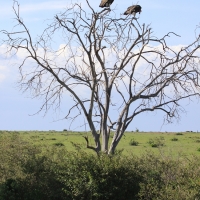 Sęp uszaty - Torgos tracheliotos - Lappet-faced Vulture