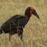 Dzioboróg kafryjski - Bucorvus leadbeateri - Southern Ground Hornbill