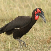 Dzioboróg kafryjski - Bucorvus leadbeateri - Southern Ground Hornbill