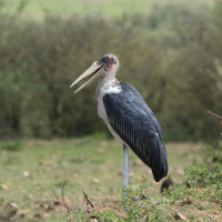 Marabut afrykański - Leptoptilos crumenifer - Marabou