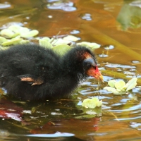 Kokoszka - Gallinula chloropus - Common Moorhen