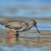 Krwawodziób - Tringa totanus - Common Redshank