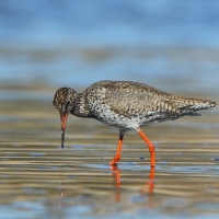 Krwawodziób - Tringa totanus - Common Redshank