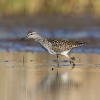 Łęczak - Tringa glareola - Wood Sandpiper