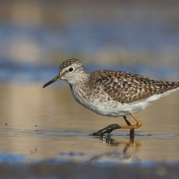 Łęczak - Tringa glareola - Wood Sandpiper