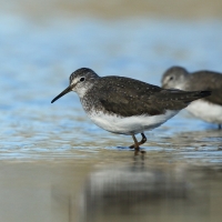 Samotnik - Tringa ochropus - Green Sandpiper
