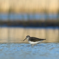 Samotnik - Tringa ochropus - Green Sandpiper