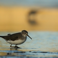 Samotnik - Tringa ochropus - Green Sandpiper