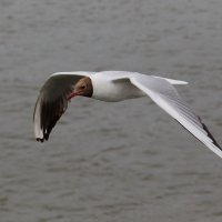 Śmieszka - Chroicocephalus ridibundus - Black-headed Gull