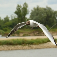 Śmieszka - Chroicocephalus ridibundus - Black-headed Gull