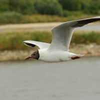 Śmieszka - Chroicocephalus ridibundus - Black-headed Gull