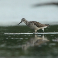 Kwokacz - Tringa nebularia - Common Greenshank