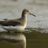 Samotnik - Tringa ochropus - Green Sandpiper