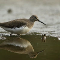 Samotnik - Tringa ochropus - Green Sandpiper