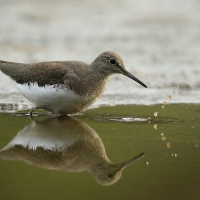 Samotnik - Tringa ochropus - Green Sandpiper
