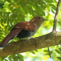 Rudzianka wielka - Squirrel Cuckoo
