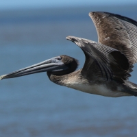 Pelikan brunatny - Pelecanus occidentalis - Brown Pelican