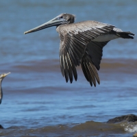 Pelikan brunatny - Pelecanus occidentalis - Brown Pelican